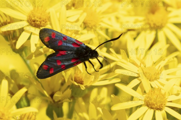 Six spot burnet moth (Zygaena filipendulae) adult insect feeding on Ragwort flowers in summer, England, United Kingdom
