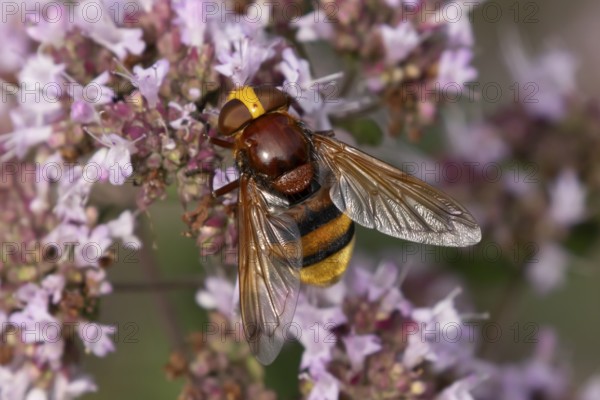 Hornet mimic fly (Volucella zonaria) adult insect feeding on garden Wild marjoram or Oregano plant flowers in summer, England, United Kingdom