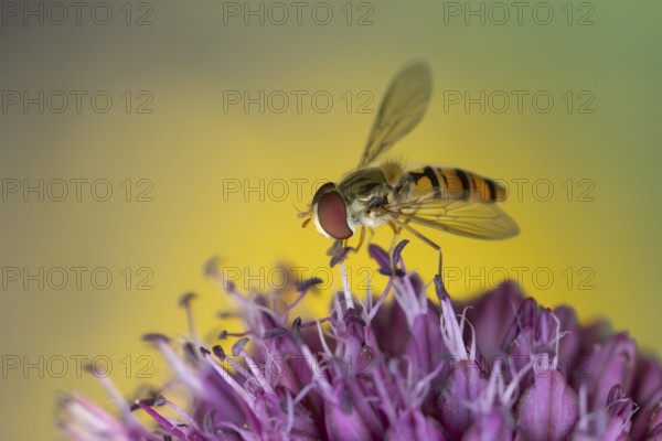 Common hoverfly (Eupeodes corollae) adult insect feeding on garden purple Allium plant flower in summer, England, United Kingdom