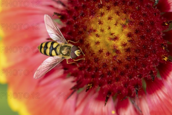 Common hoverfly (Eupeodes corollae) adult insect feeding on garden Blanket flower (Gaillardia spp.) plant flower in summer, England, United Kingdom