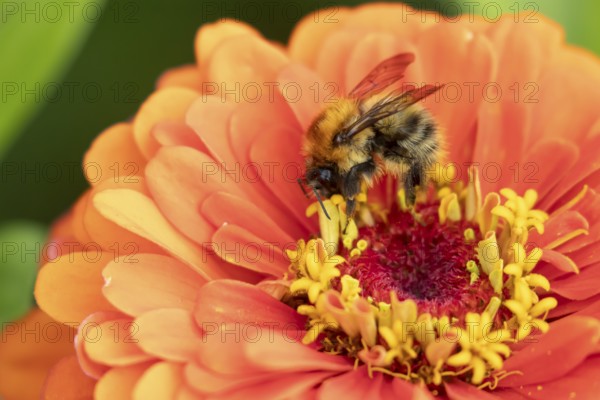Common carder bumblebee (Bombus pascuorum) adult bee insect feeding on a garden Zinnia flower in summer, England, United Kingdom