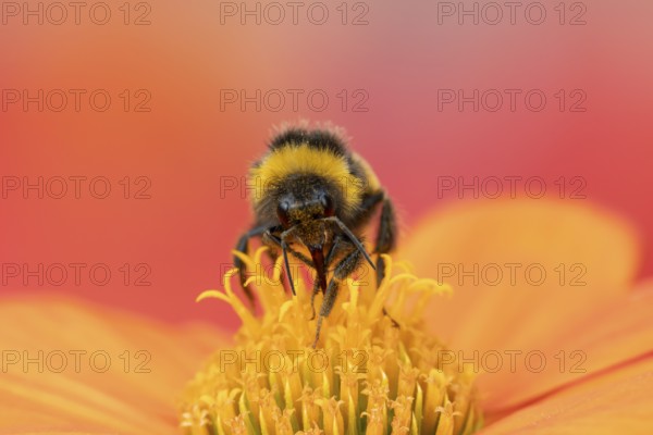 White tailed bumblebee (Bombus lucorum) adult bee insect feeding on a garden Mexican sunflower (Tithonia spp) flower in summer, England, United Kingdom
