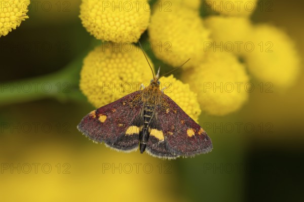 Mint moth (Pyrausta aurata) adult insect feeding on garden Tansy herb plant flowers in summer, England, United Kingdom