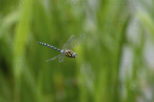 Migrant hawker dragonfly (Aeshna mixta) adult insect flying in summer, England, United Kingdom