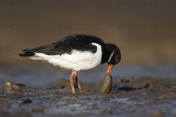 Eurasian oystercatcher (Haematopus ostralegus) adult wading bird feeding on a mussel shell on a coastline, Norfolk, England, United Kingdom