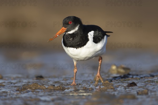 Eurasian oystercatcher (Haematopus ostralegus) adult wading bird walking on a coastline, Norfolk, England, United Kingdom