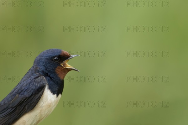 Barn swallow (Hirundo rustica) adult bird singing in summer, England, United Kingdom