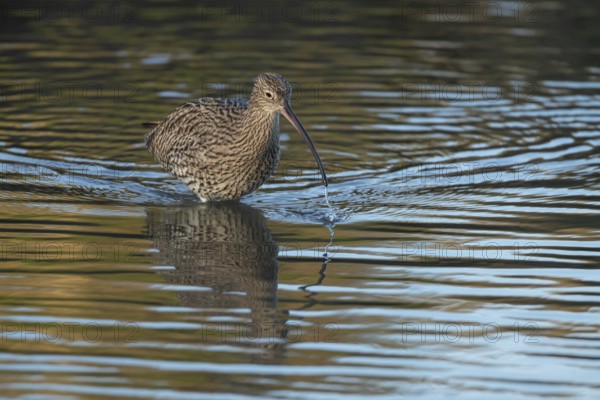 Eurasian curlew (Numenius arquata) adult wading bird feeding in a coastal lagoon, Norfolk, England, United Kingdom