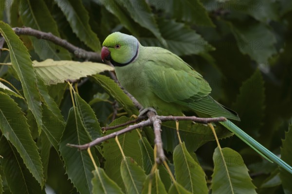 Ring-necked or Rose-ringed parakeet (Psittacula krameri) adult parrot bird in a Sweet chesnut tree in autumn, England, United Kingdom