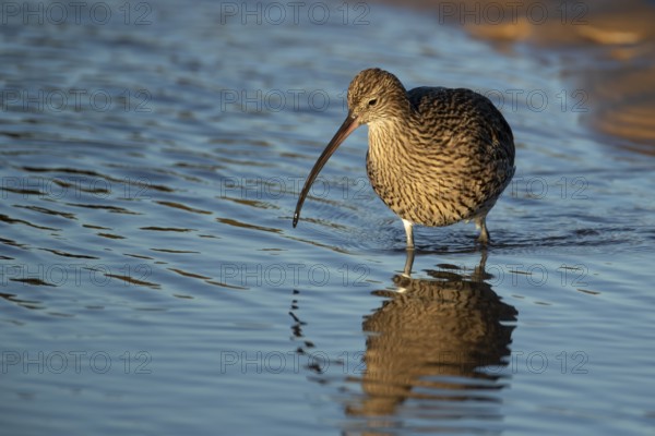 Eurasian curlew (Numenius arquata) adult wading bird in a coastal lagoon, Norfolk, England, United Kingdom