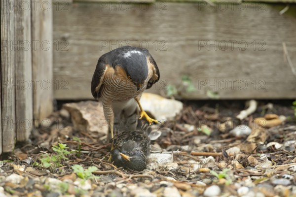 Eurasian sparrowhawk (Accipiter nisus) adult male bird of prey standing over its prey of a starling in a garden, England, United Kingdom
