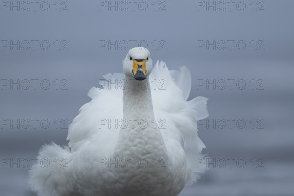 Whooper swan (Cygnus cygnus) adult bird ruffling its feathers in winter, England, United Kingdom