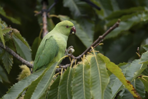 Ring-necked or Rose-ringed parakeet (Psittacula krameri) adult parrot bird feeding in a Sweet chesnut tree in autumn, England, United Kingdom