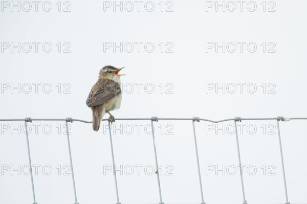 Reed warbler (Acrocephalus scirpaceus) adult bird singing from a metal fence in summer, England, United Kingdom