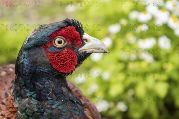 Common pheasant (Phasianus colchicus) adult male game bird head portrait, England, United Kingdom