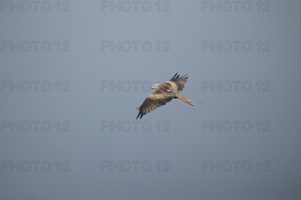 Red kite (Milvus milvus) adult bird of prey flying, England, United Kingdom