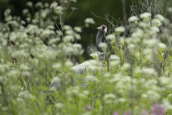 Common crane (Grus grus) adult bird in marshland in spring, England, United Kingdom