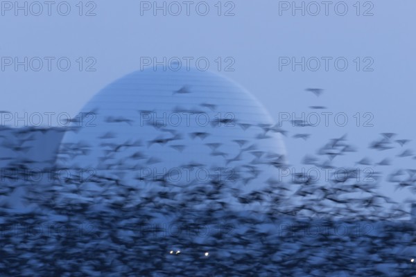 Eurasian starling (Sturnus vulgaris) adult birds flying in a flock in a murmuration in front of a dome of Sizewell B nuclear power station in winter, RSPB Minsmere nature reserve, Suffolk, England, United Kingdom