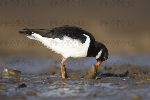 Eurasian oystercatcher (Haematopus ostralegus) adult wading bird feeding on a mussel shell on a coastline, Norfolk, England, United Kingdom