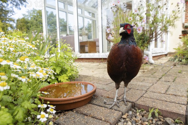 Common pheasant (Phasianus colchicus) adult male game bird on a garden patio with a house in the background, England, United Kingdom