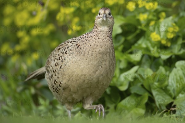 Common pheasant (Phasianus colchicus) adult female game bird on a garden grass lawn, England, United Kingdom