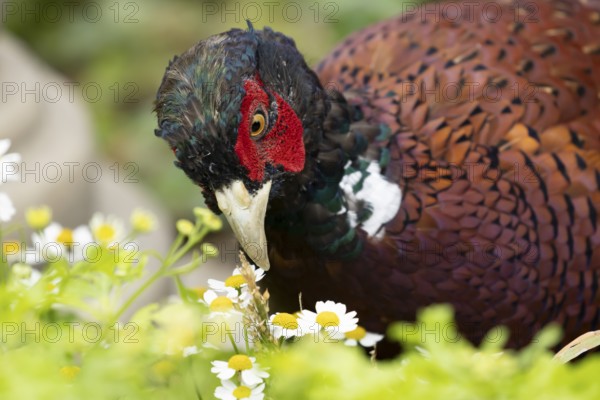 Common pheasant (Phasianus colchicus) adult male game bird amongst garden daisy flowers, England, United Kingdom