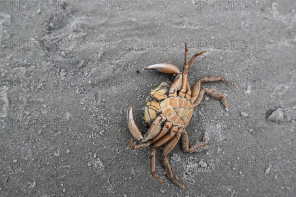 Edible crab (Cancer pagurus) on the North Sea beach, Langeoog, Lower Saxony, Germany