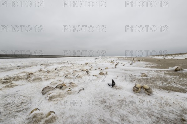 North Sea beach with cockles (Cerastoderma edule) in the snow, Langeoog, Lower Saxony, Germany