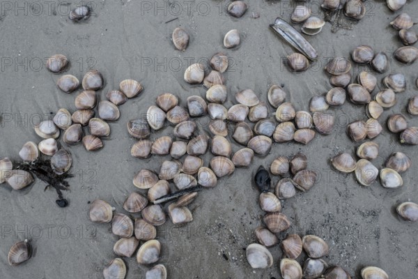 Large pepper mussels (Scrobicularia plana) on the beach, Langeoog, Lower Saxony, Germany