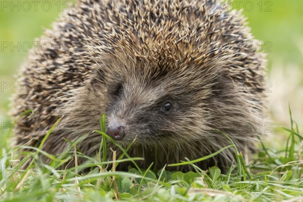 European hedgehog (Erinaceus europaeus) adult animal on a garden grass lawn in summer, England, United Kingdom
