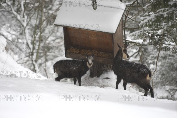Chamois (Rupicapra rupicapra) or chamois, goat with fawn feeding in the mountains, Kalkalpen National Park, Upper Austrian Prealps, Austria, Upper Austrian Prealps, Austria