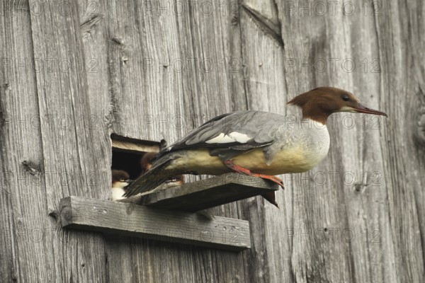 Goosander (Mergus merganser) female at the breeding den in a field barn, a few seconds in front of jumping into the deep, Allgäu, Bavaria, Germany, Allgäu, Bavaria, Germany