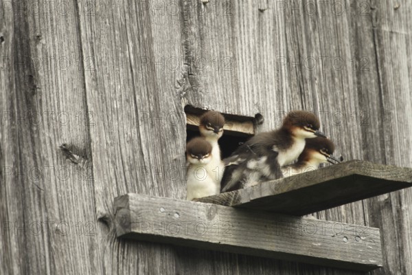 Goosander (Mergus merganser) one day old fledglings at the breeding den in a field barn, a few seconds in front of jumping into the deep, Allgäu, Bavaria, Germany, Allgäu, Bavaria, Germany