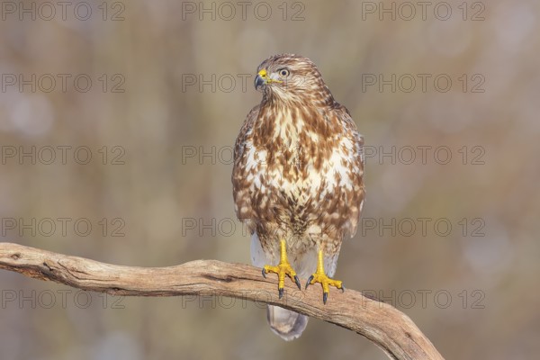 Buzzard (Buteo buteo) sitting attentively on a branch, wildlife, animals, birds, bird of prey, nature photography, winter, Siegerland, North Rhine-Westphalia, Germany