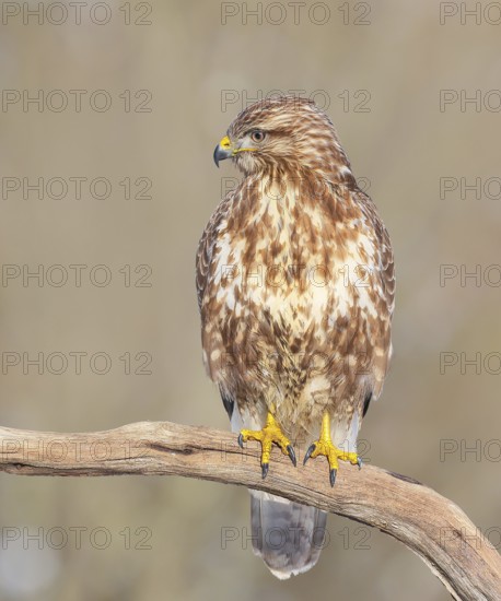 Buzzard (Buteo buteo) sitting attentively on a branch, wildlife, animals, birds, bird of prey, nature photography, winter, Siegerland, North Rhine-Westphalia, Germany