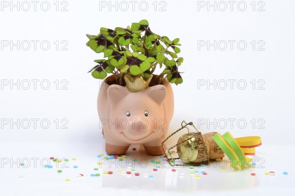 Lucky ceramic pig with shamrock plant and champagne cork, New Year