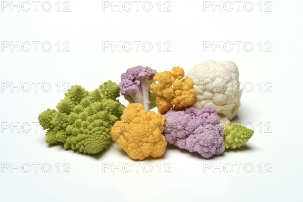 Colored cauliflower, Brassica oleracea var. botrytis
