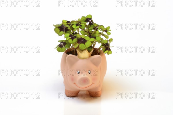 Ceramic lucky pig with shamrock plant
