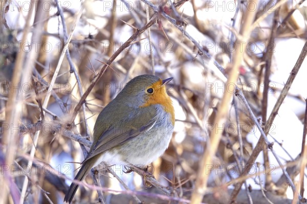 Robin on a branch, winter, Germany