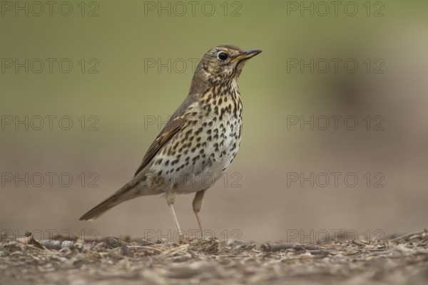 Song thrush (Turdus philomelos) adult garden bird in a woodland in spring, England, United Kingdom