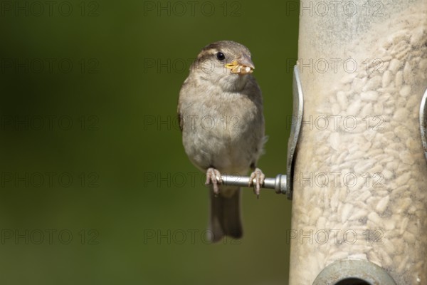 House sparrow (Passer domesticus) adult female garden bird feeding on sunflower seed hearts from a bird feeder, England, United Kingdom