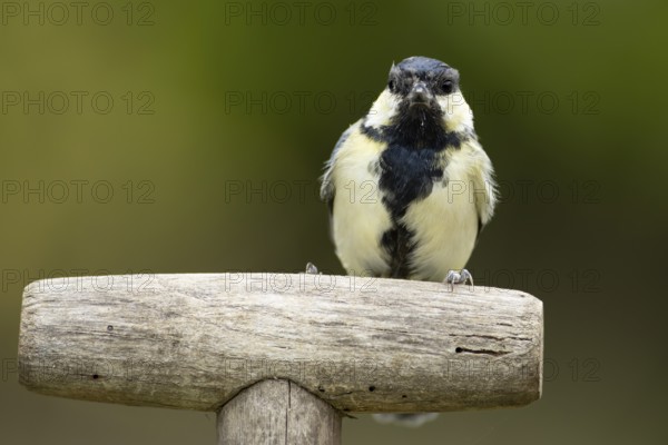 Great tit (Parus major) adult garden bird on a fork handle, England, United Kingdom