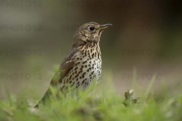 Song thrush (Turdus philomelos) adult garden bird on a grass lawn in spring, England, United Kingdom