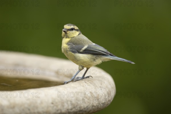 Blue tit (Cyanistes caeruleus) adult garden bird on a bird bath in summer, England, United Kingdom