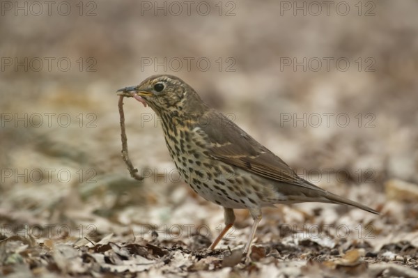 Song thrush (Turdus philomelos) adult garden bird with a worm for food in its beak in spring, England, United Kingdom