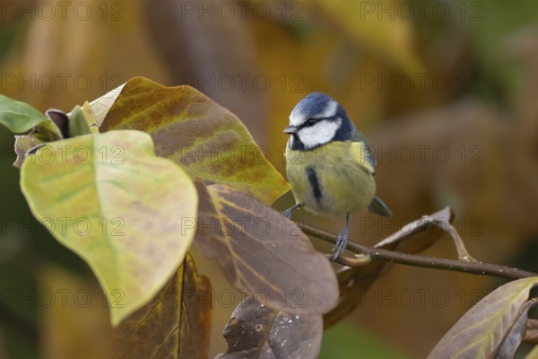 Blue tit (Cyanistes caeruleus) adult garden bird in a Magnolia tree with autumn colour leaves, England, United Kingdom