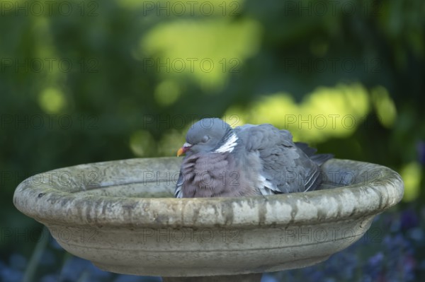 Wood pigeon (Columba palumbus) adult garden bird sleeping in a bird bath in summer, England, United Kingdom