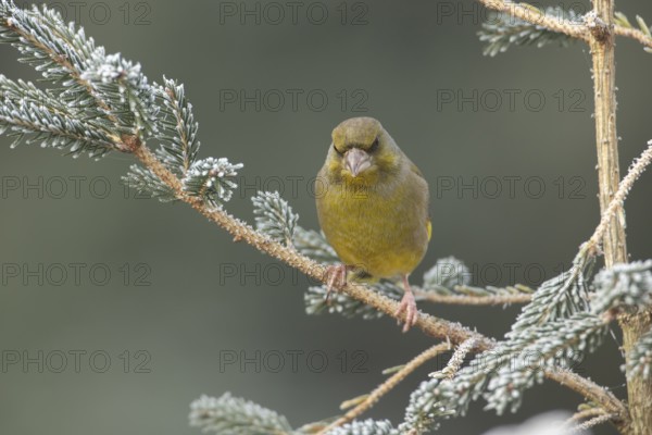 Eurasian greenfinch (Chloris chloris) adult garden bird on a frost covered Christmas spruce tree in winter, England, United Kingdom