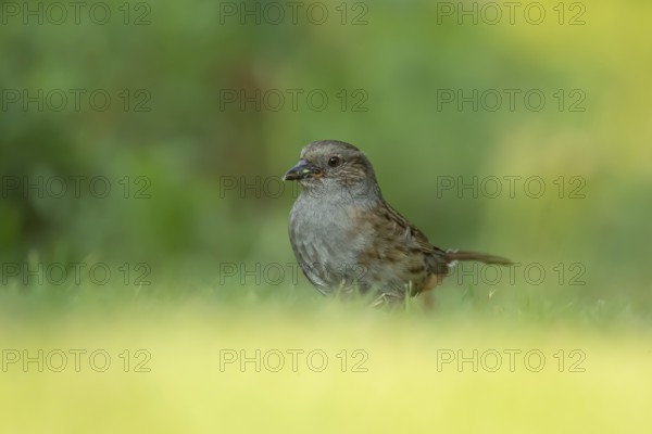 Dunnock or Hedge sparrow (Prunella modularis) adult garden bird collecting insects for food on a grass lawn in summer, England, United Kingdom