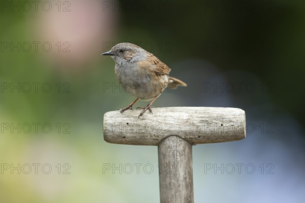 Dunnock or Hedge sparrow (Prunella modularis) adult garden bird on a fork handle in summer, England, United Kingdom